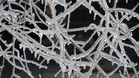 Ice On Branches Stock Photo Image Of Light Lights Nature 35285356