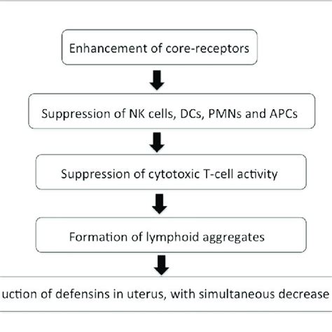 Flowchart Depicting The Effect Of Sex Hormones During Menstrual Cycle