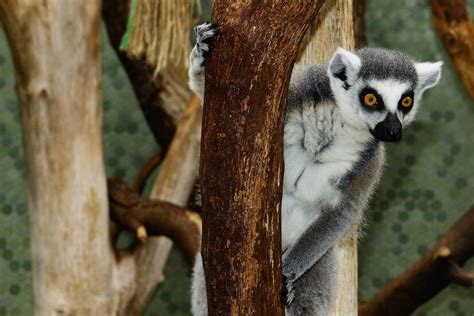 Free Photo Selective Focus Shot Of A Ring Tailed Lemur Sticking On A
