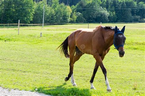 Beautiful Brown Horse Running In Pasture Stock Image