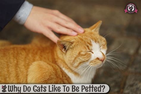 Why Do Cats Like To Be Petted Sweetie Kitty 2018