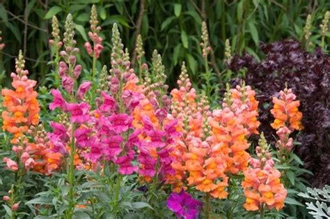 15 Fall Blooming Annuals You Must Plant Fall Plants Plants Front