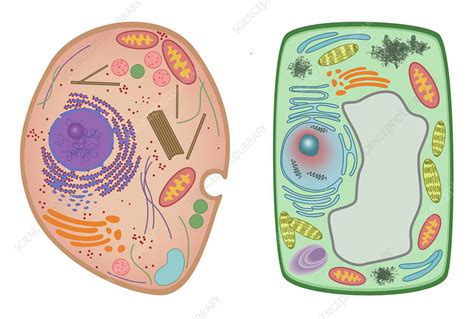 We did not find results for: Animal Cell and Plant Cell, illustration - Stock Image ...