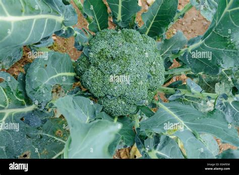 Farm Fresh Broccoli In The Field Ready For Harvest Stock Photo Alamy