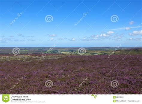 Scenic Flowering Heather Landscape Stock Photo Image Of Earth