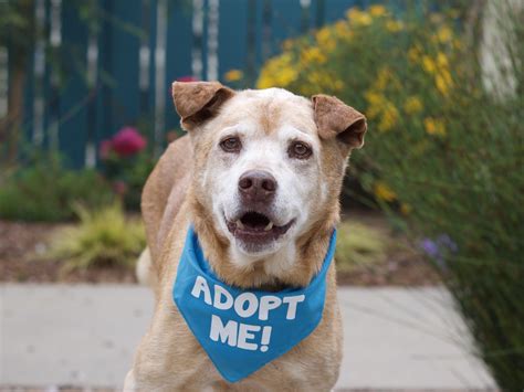 Shelter Dog Adoptions The Pandemics Silver Lining The Grey Muzzle