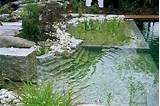 Natural Swimming Pool Pictures
