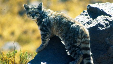 Rocky, an escaped african serval was spotted this dec 29, 2018 nc: Las 2 razones que amenazan a los gatos andinos de Sudamérica