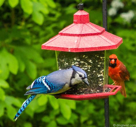 Bird Feeders For Cardinals And Bluejays