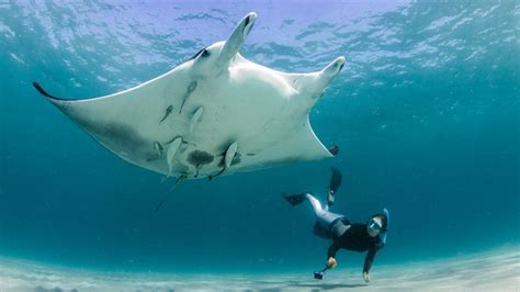 This Marine Biologist Is On A Mission To Save Endangered Rays Ideas