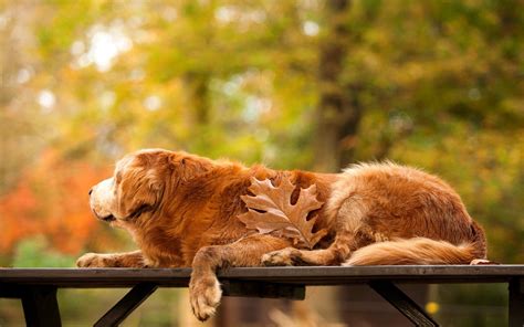 Dog Autumn Wallpaper High Definition High Quality