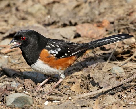 Meet The Spotted Towhee — Sacramento Audubon Society