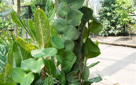 Plants that grow without sunlight. 20 Plants that Grow Without Sunlight (With images ...