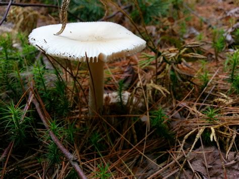 White Mushroom Free Stock Photo Public Domain Pictures