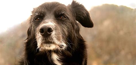 Senior Dogs Are Still Cute And Lovable Cuteness Overflow