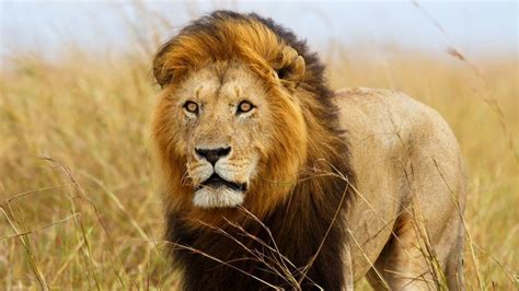 Masai Lion Alchetron The Free Social Encyclopedia