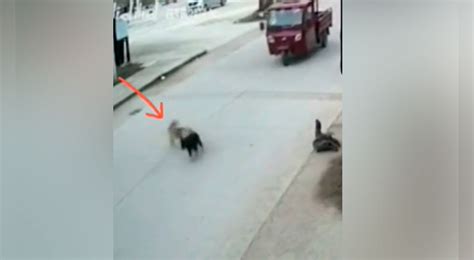 Youtube Viral Perrito Ve Que Su ‘mejor Amigo Iba A Ser Atropellado Y