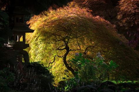 Der herbst und wir im garten im november. Herbst im Japanischen Garten