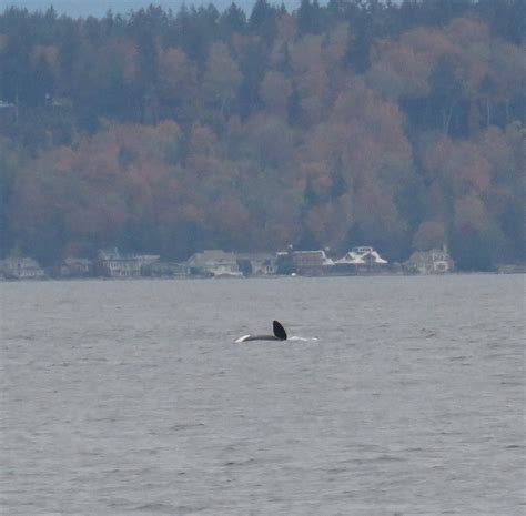 Buzzs Marine Life Of Puget Sound Orcas Humpback Whale Visit Seattle