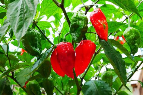 How to Overwinter Your Pepper Plants - Nature's Gateway