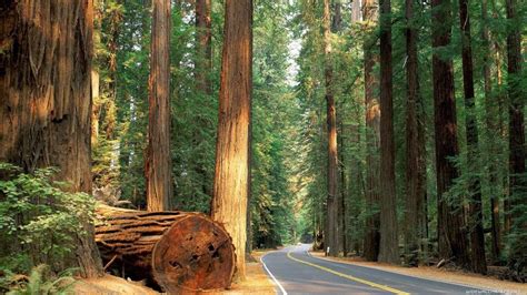 Redwood Trees Road Forest Hd Wallpaper Nature And