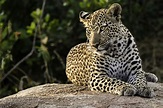 Leopardo - ecologia, características, fotos - InfoEscola