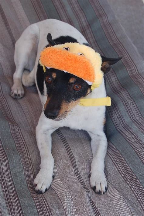 Duck Baseball Dog Hat By Dogo Baxterboo