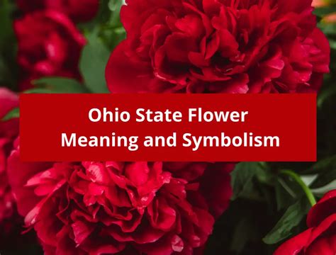 Ohio State Flower Scarlet Carnation Meaning And Symbolism
