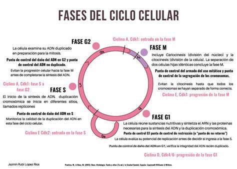 Fases Del Ciclo Celular Fases Del Ciclo Celular Fase G La Célula