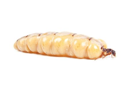 All You Need To Know About Termite Queens Terminix