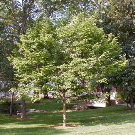 Ironwood Plant It Wild Native Michigan Plants