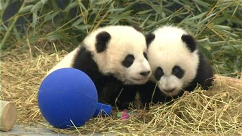 Pandas Gigantes Del Zoo De Toronto En Línea Rci Español