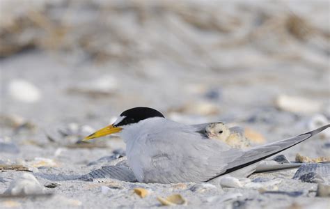 Share The Beach Audubon North Carolina