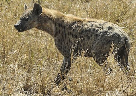 Why Hyenas Are Lovely Africa Geographic