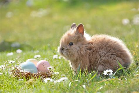 Easter Animals Wallpapers Wallpaper Cave