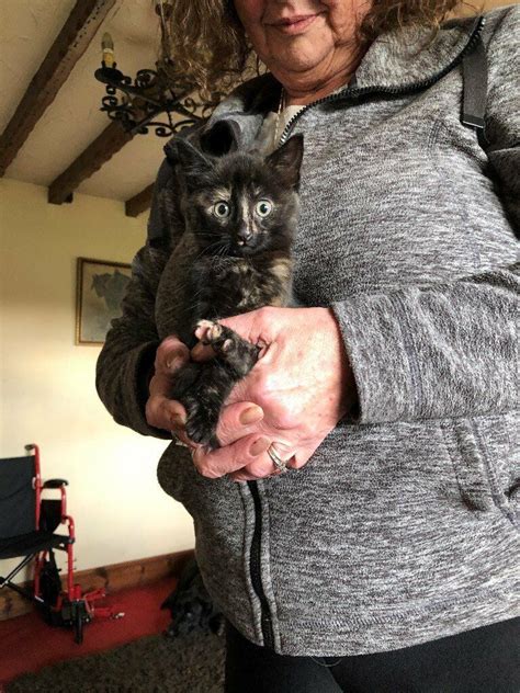 Beautiful Brindle Female Kitten Very Friendly And Ready To Go In
