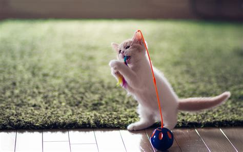 Lovely Kitten Playing Toy Wallpaper High Definition High Quality