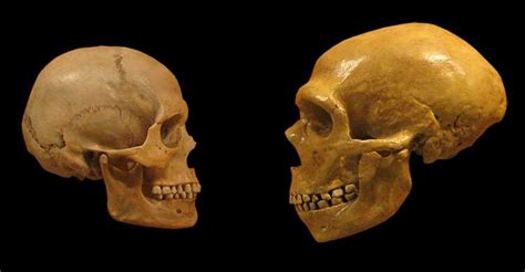 Five Surprising Things Dna Has Revealed About Our Ancestors Iflscience