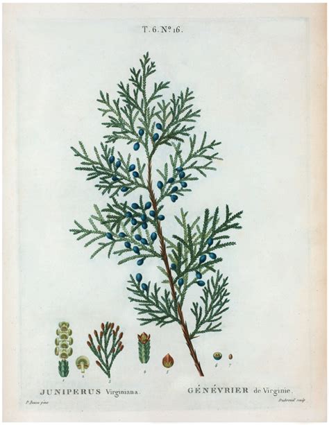 Antique Botanical Juniper Branch Printable The Graphics Fairy