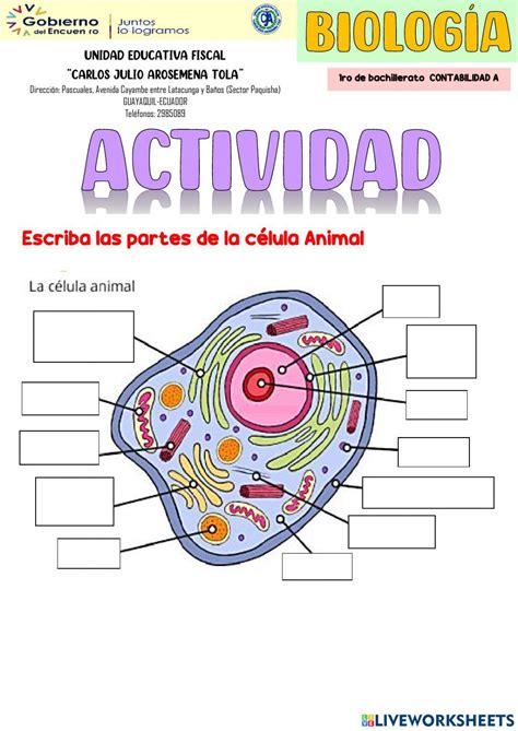 La Celula Animal Exercise Célula Animal Celula Procariota Y