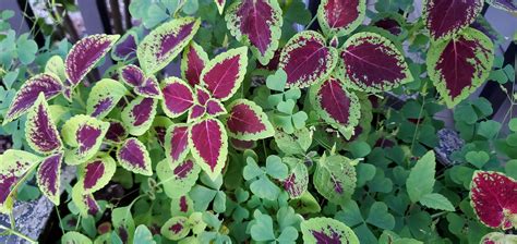 Wallpaper Terrestrial Plant Purple Groundcover Flowering Plant