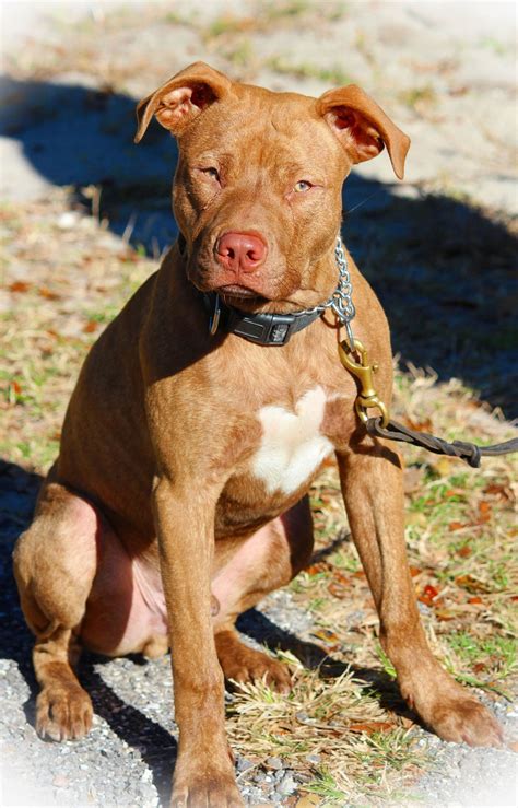 characteristic features of red nose pit bulls you should know red nose pitbull red nose pit