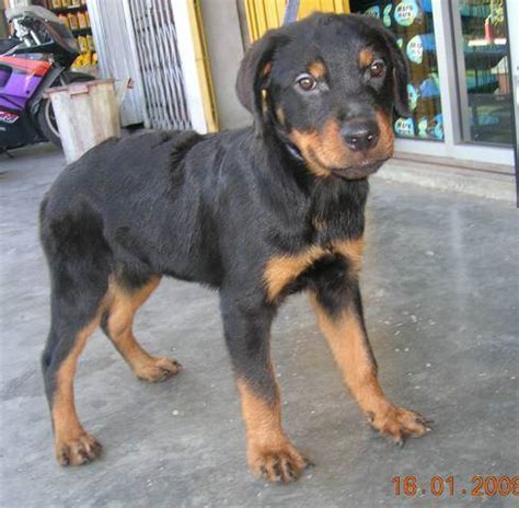 Visit us now to find your dog. rottweiler pup for sell father import FOR SALE ADOPTION ...