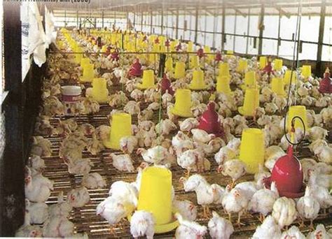 We did not find results for: Reban Ayam Untuk Disewa Di Terengganu - Hari demi hari ...