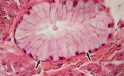Tejido Epitelial Glandular Pluricelular Exocrino Acinis Mucoso Otosection