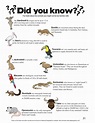 A Intresting Fact About Animals For Kids / Animal Emotions - Activity ...