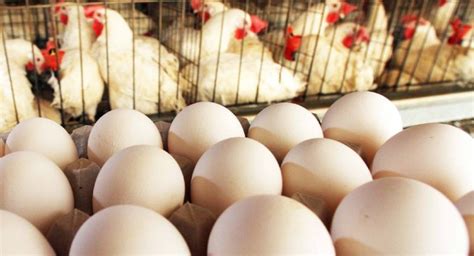 Chicken And Egg Prices Likely To Increase