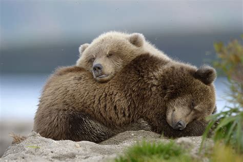 Fotos Braunbär Jungtiere Ruhen Süß 2 Schlafende Ein Tier