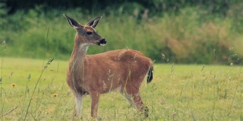 Reports Of Blue Tongue Disease In Deer Increasing