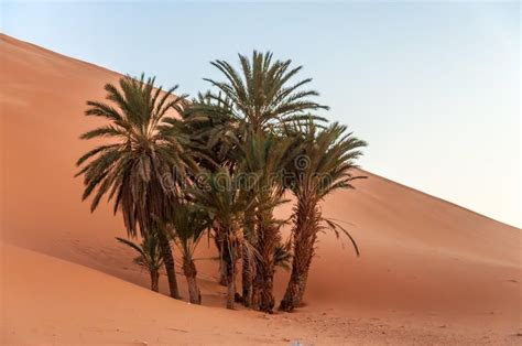Date Palm Trees In The Desert Date Palm Trees In The Sahara Desert Morocco Af Affiliate